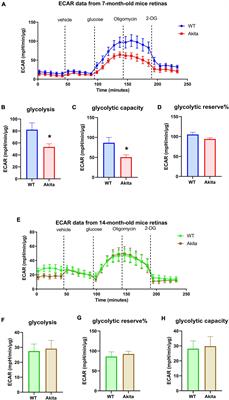 Investigation of Retinal Metabolic Function in Type 1 Diabetic Akita Mice